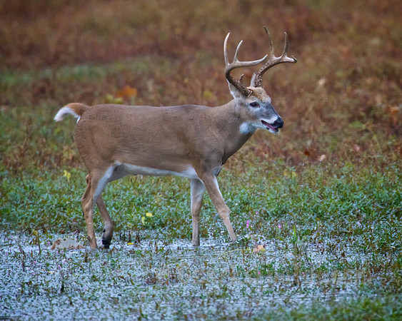 Texas White-tailed Buck