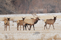 Wild Animals
