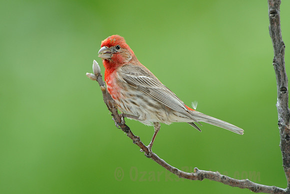 Male House Finch