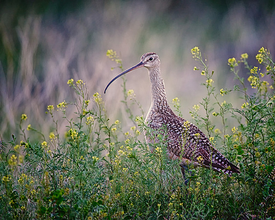 A Watchful Eye, Long-billed Curlew