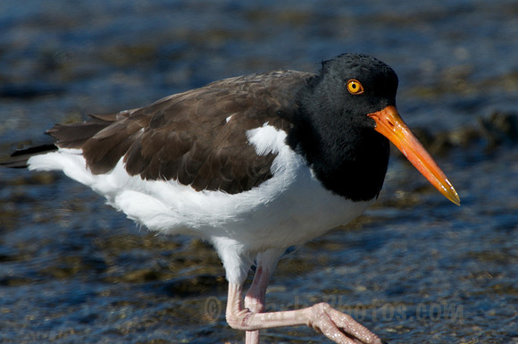 American Oystercatcher
