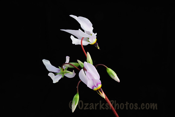 Shooting Star Wildflower