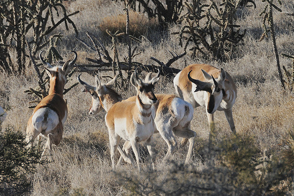 One Buck Chasing Another Away