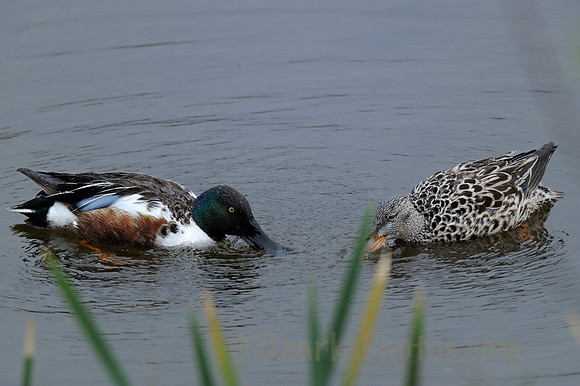 Northern Shoveler Pair