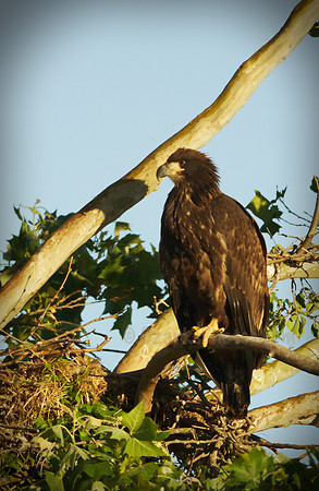 Immature American Bald Eagle