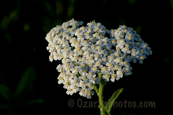 Yarrow