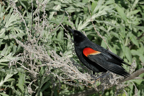Red-winged Blackbird on Sage