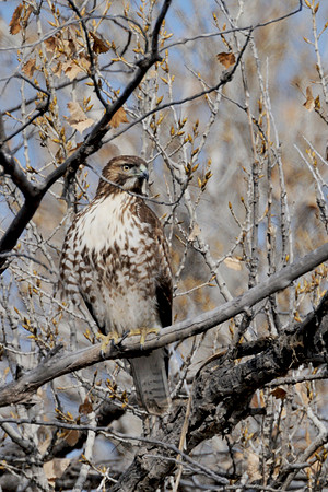 Cooper's Hawk