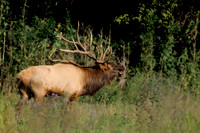 Wild Animals