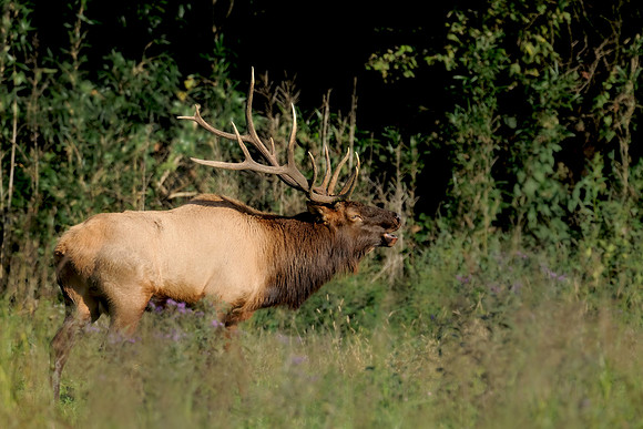 Bugling Bull Elk