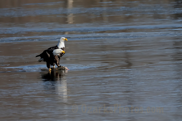 Eagle Pair over Lunch