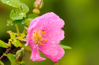Wildflowers & flowers
