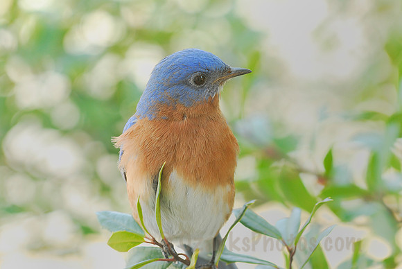 Bluebird in Spring Time