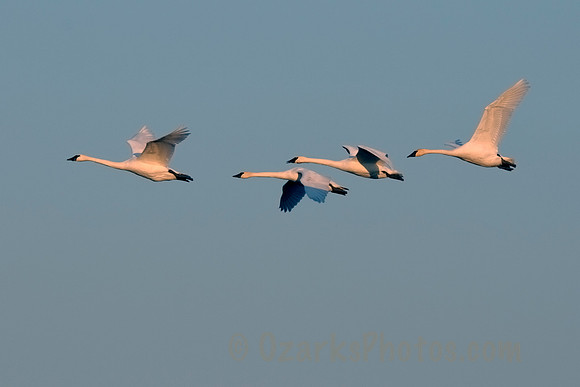 Trumpeter Swans in Flight
