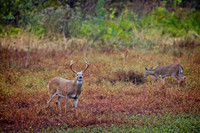 Wild Animals