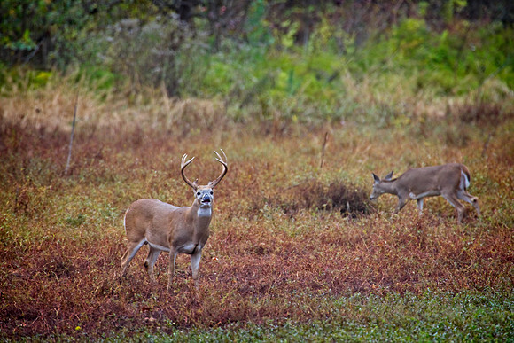 Texas Whitetail Buck and Doe