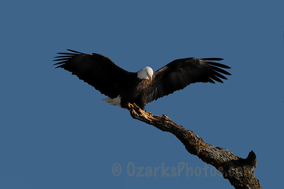 Eagle Taking Perch