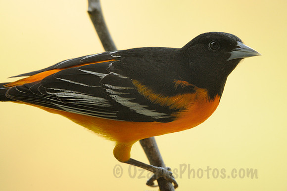 Baltimore Oriole