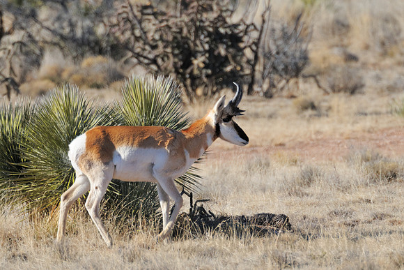 Pronghorn Antelope Buck