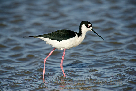 Black-necked Stilt Out Fishing