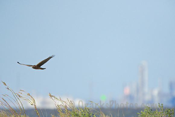 Harrier, Headed for Open Spaces