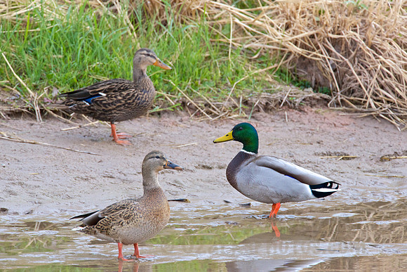 Mallard Ducks