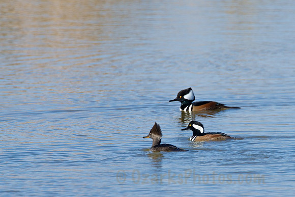 Hooded Merganser Ducks