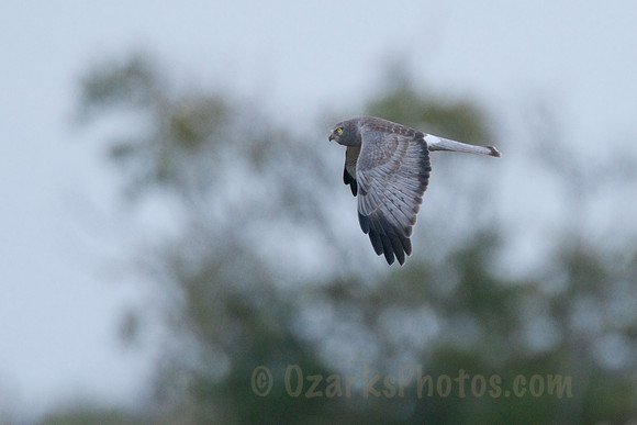 Northern Harrier Hawk male In Flight