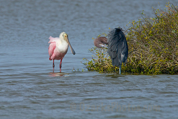 No Matter How Much You Groom You Will Still be a Reddish Egret.