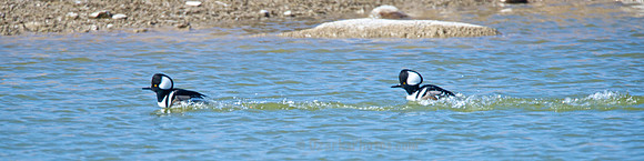 Racing Hooded Merganser Ducks