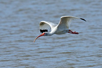 All Bird Images