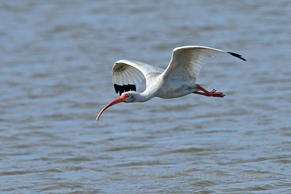 White Ibis in Flight