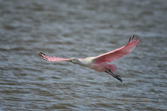 Roseatte Spoonbill in Flight