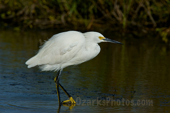 Snowy Egret Wading and Hunting