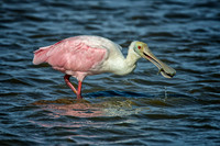Larger Birds