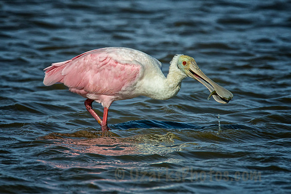 Roseatte Spoonbill with a Catch