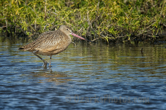 Marbled Godwit near the Texas Coast