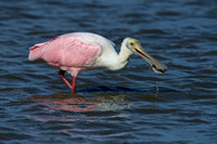 Larger Birds