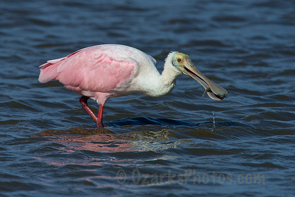 Roseatte Spoonbill with snack