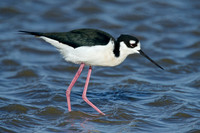 Small Birds