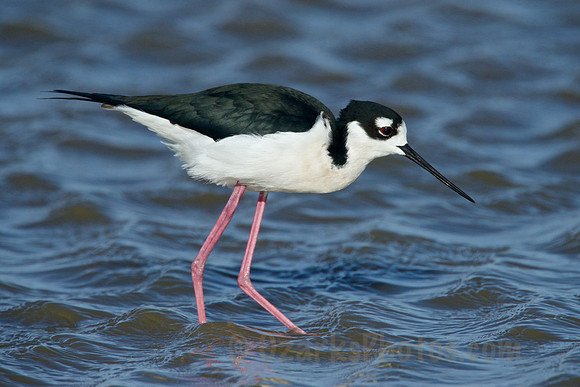 Black-necked Stilt