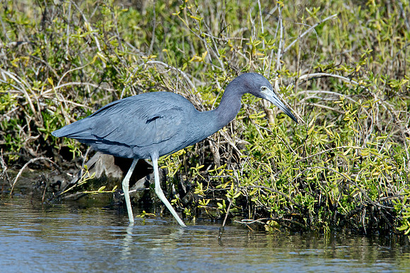 Little Blue Heron