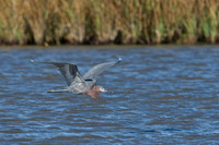 All Bird Images