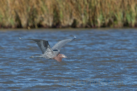 Reddish Egret in Flight