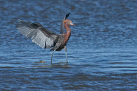 All Bird Images