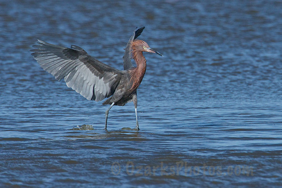 Reddish Egret Landing