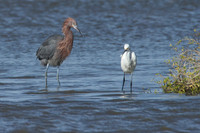 Larger Birds