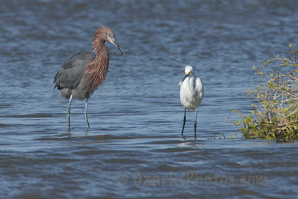 Reddish Egret & Snowy Egret