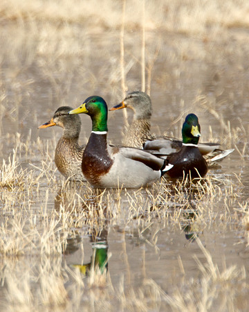 Mallard Ducks