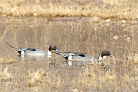 Small Birds